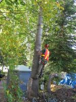 Charles Tree Services image 2